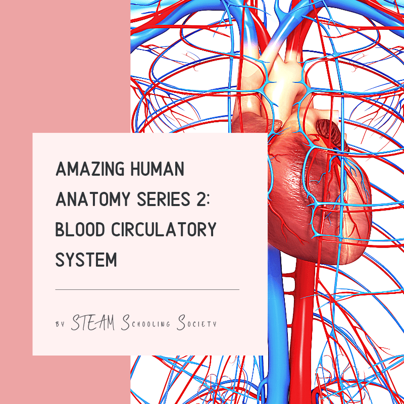 Amazing Human Anatomy Series 2: Blood Circulatory System – Penang